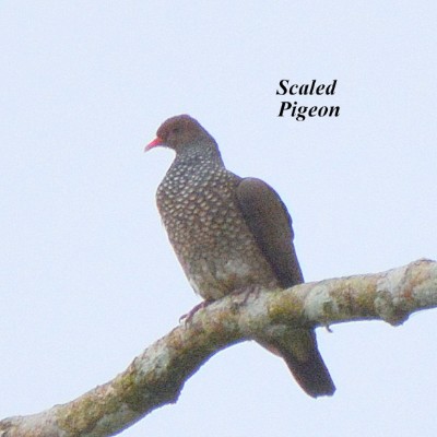 Scaled Pigeon